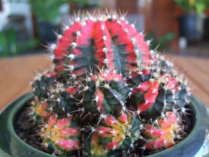 Gymnocalycium mihanovichii variegated