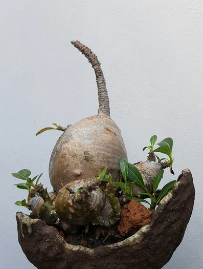 Pachypodium baronii var windsorii Pachypodium baronii var windsorii
