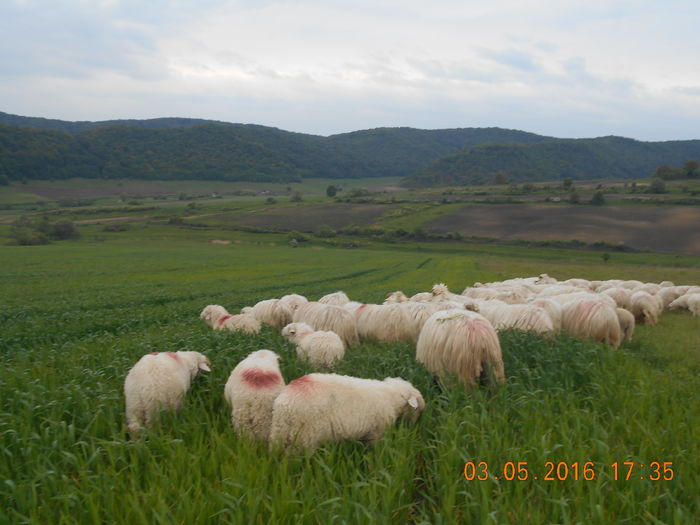 Picture 108 - oile cu miei 2016
