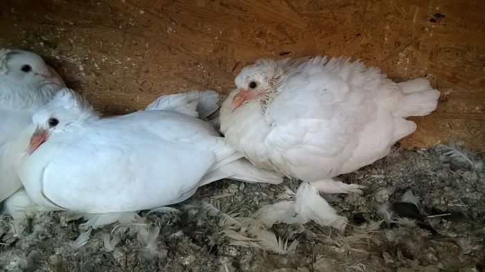 WP_20160403_17_11_08_Pro