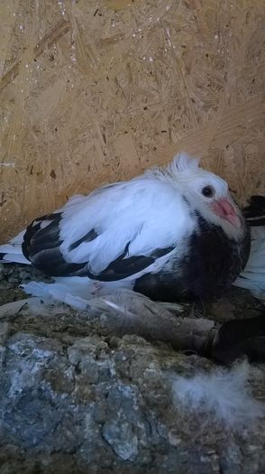 WP_20160403_17_11_50_Pro