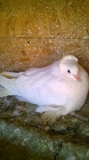 WP_20160403_17_12_04_Pro