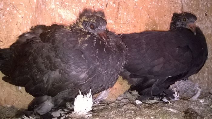 WP_20160403_17_13_50_Pro