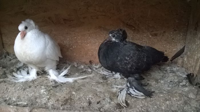 WP_20160424_19_07_01_Pro