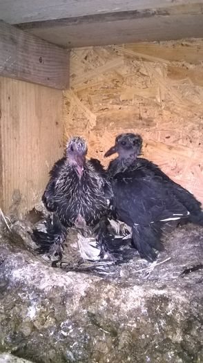 WP_20160424_19_07_10_Pro