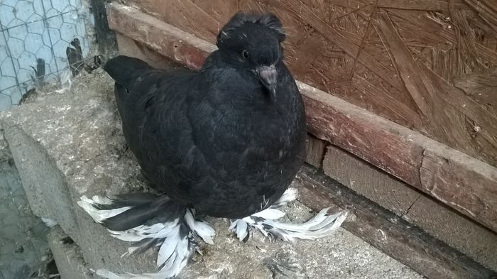 WP_20160424_19_09_37_Pro