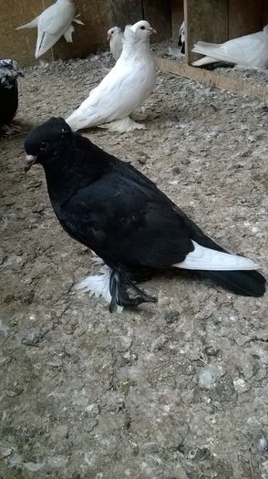 WP_20160424_19_12_39_Pro