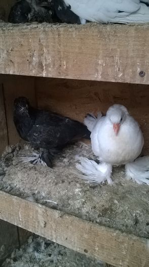 WP_20160424_19_13_41_Pro