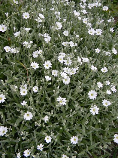 Cerastium tomentosum - 3 Gradina 2016