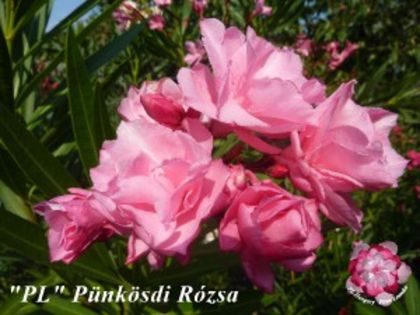 punkosdi-rozsa - LEANDRI cu nume -raritati