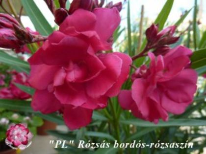 rozsas-bordos-rozsaszin - LEANDRI cu nume -raritati
