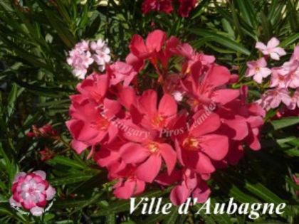 ville-d-aubagne - LEANDRI cu nume -raritati