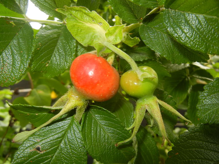 Rosa rugosa_hips (2015, July 05)