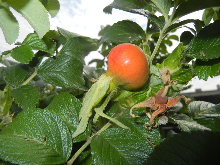 Rosa rugosa_hips (2015, July 05)
