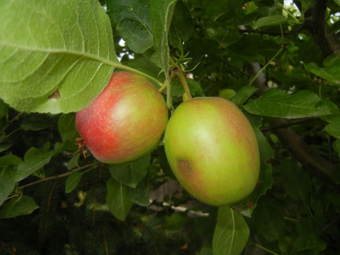 Apples. Mere Summer Red (15, Jul.05) - Apple Tree_Mar Summer Red