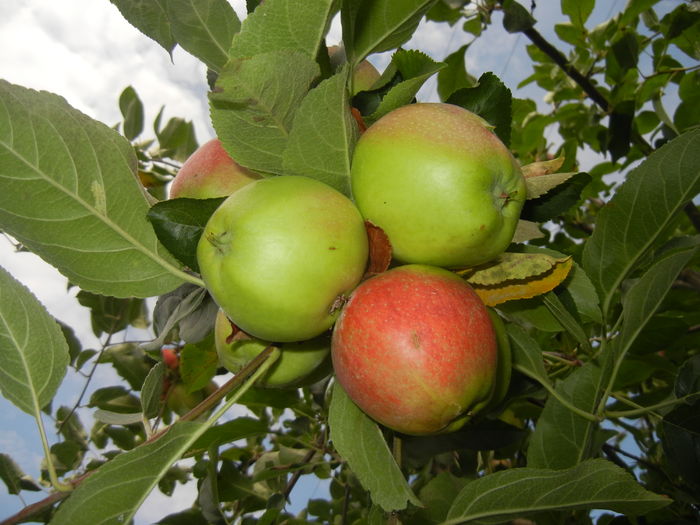 Apples. Mere Summer Red (15, Jul.05) - Apple Tree_Mar Summer Red