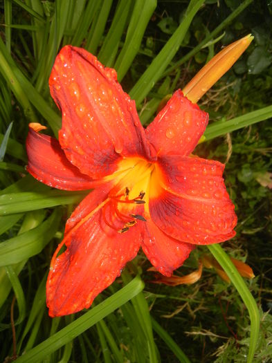 Hemerocallis Red (2015, June 26)