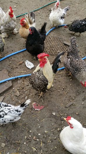 30 Lei 2 ani; , Calca foarte bine
