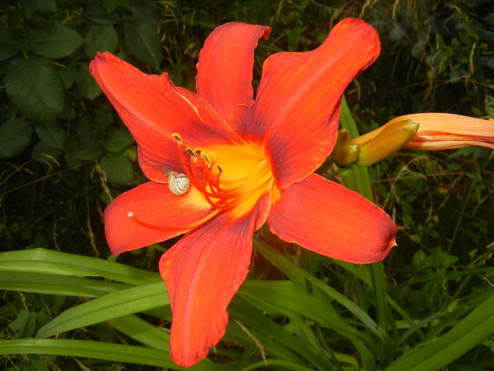 Hemerocallis Red (2015, July 03) - Hemerocallis Red