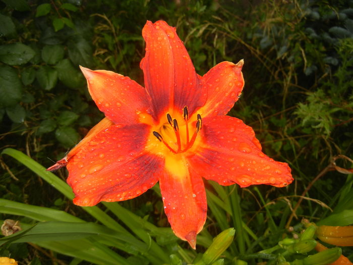 Hemerocallis Red (2015, July 10) - Hemerocallis Red