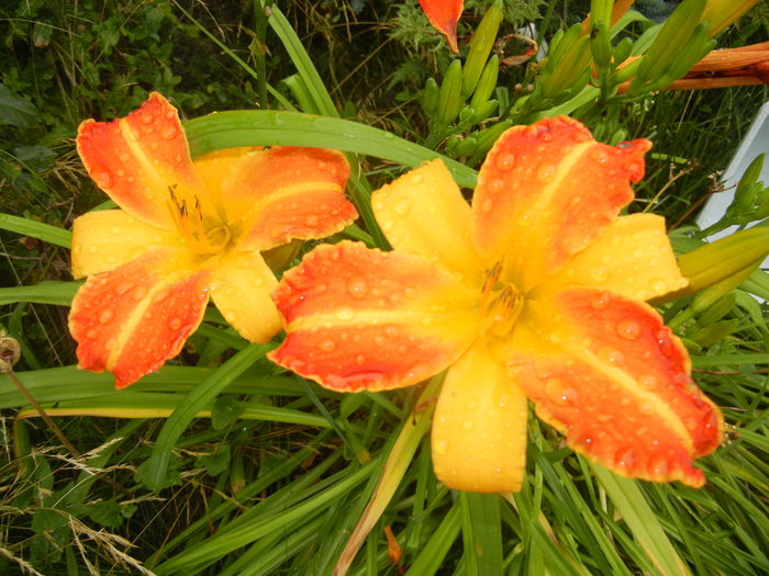 Hemerocallis Frans Hals (2015, July 10)