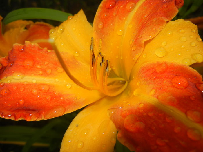 Hemerocallis Frans Hals (2015, July 10)