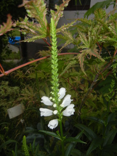 Physostegia virginiana Alba ('15,Jun.29) - PHYSOSTEGIA Virginiana Alba