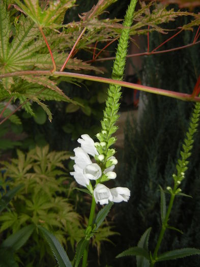 Physostegia virginiana Alba ('15,Jun.29)