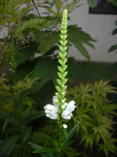 Physostegia virginiana Alba ('15,Jul.01) - PHYSOSTEGIA Virginiana Alba