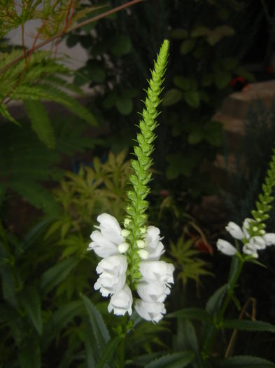 Physostegia virginiana Alba ('15,Jul.01) - PHYSOSTEGIA Virginiana Alba