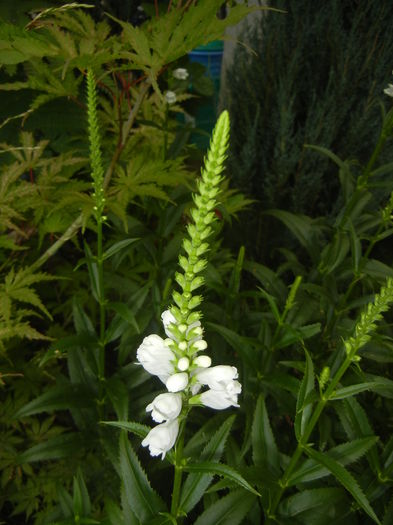 Physostegia virginiana Alba ('15,Jul.03) - PHYSOSTEGIA Virginiana Alba