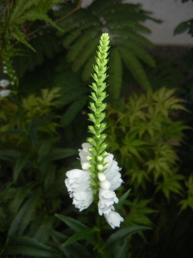 Physostegia virginiana Alba ('15,Jul.03)