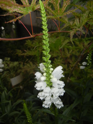 Physostegia virginiana Alba ('15,Jul.03) - PHYSOSTEGIA Virginiana Alba