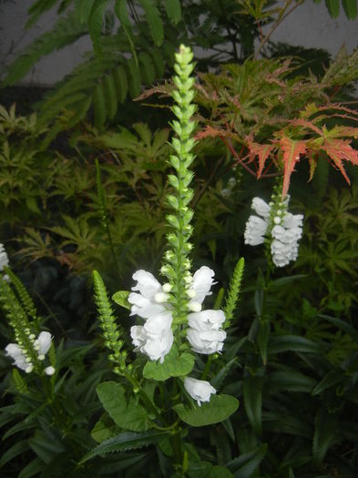 Physostegia virginiana Alba ('15,Jul.03)