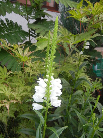 Physostegia virginiana Alba ('15,Jul.05) - PHYSOSTEGIA Virginiana Alba