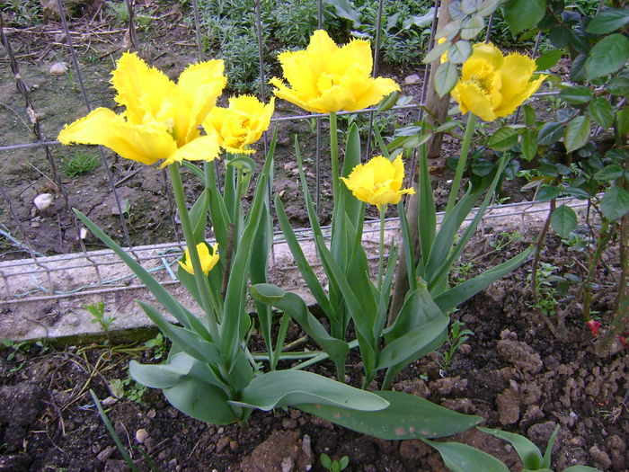 DSC02530