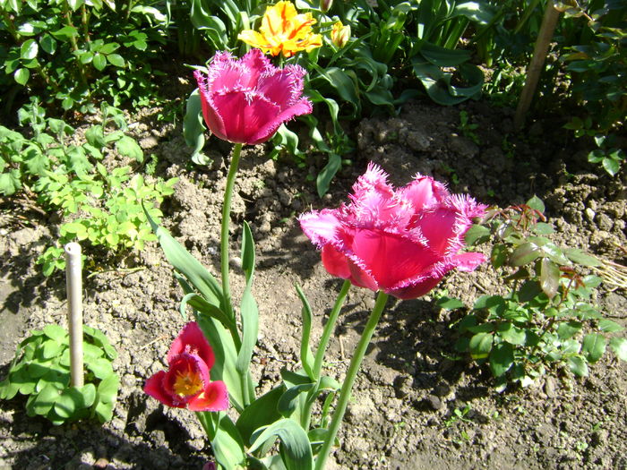 DSC02533