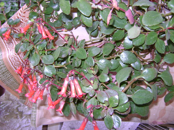 DSC02547