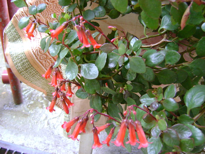 DSC02549 kalanchoe