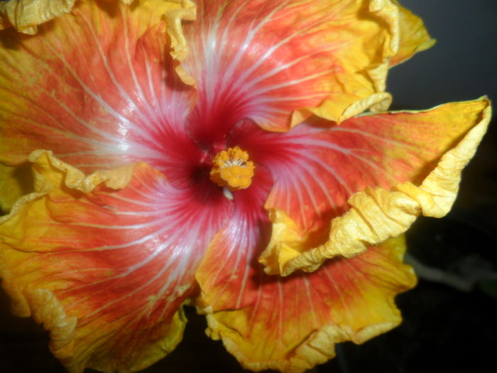 susan schueter