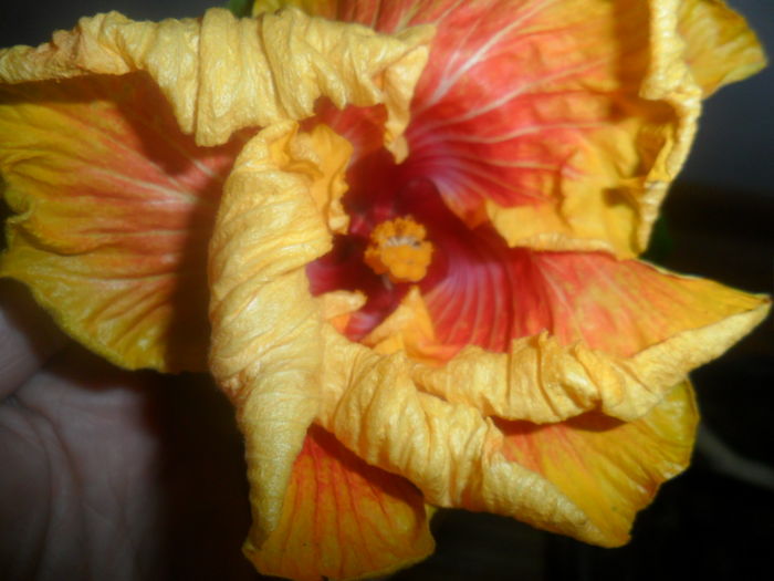 susan schrueter - hibiscusi 2016-1