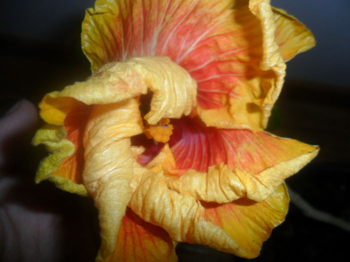 002 - hibiscusi 2016-1