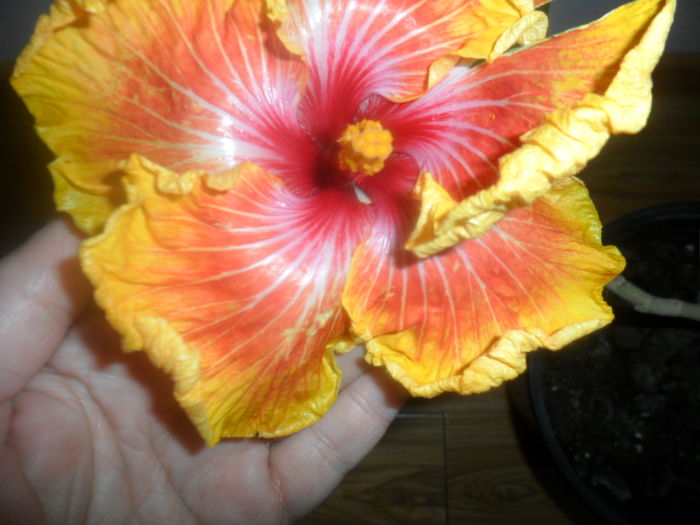 003 - hibiscusi 2016-1