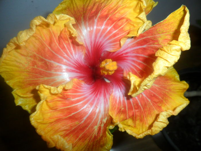 004 - hibiscusi 2016-1