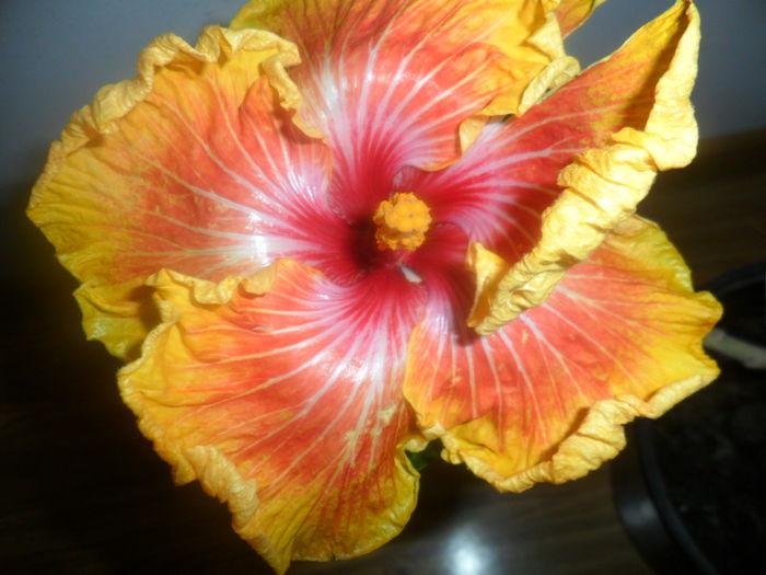 005 - hibiscusi 2016-1