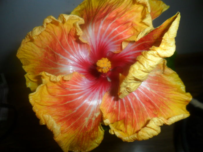 015 - hibiscusi 2016-1