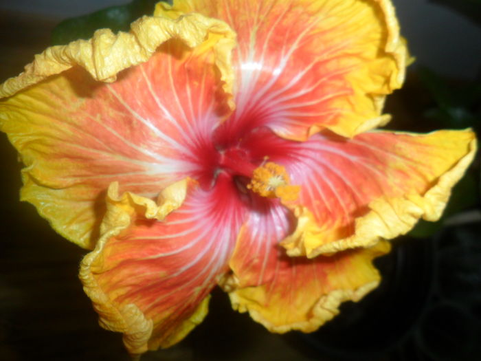 017 - hibiscusi 2016-1