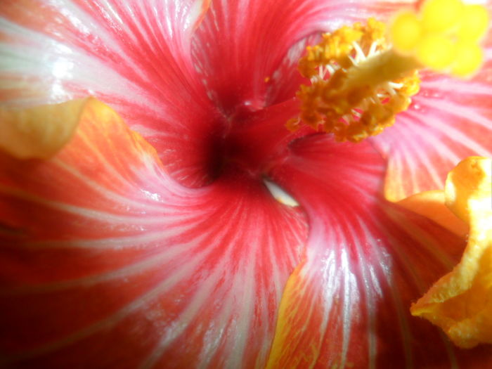 020 - hibiscusi 2016-1