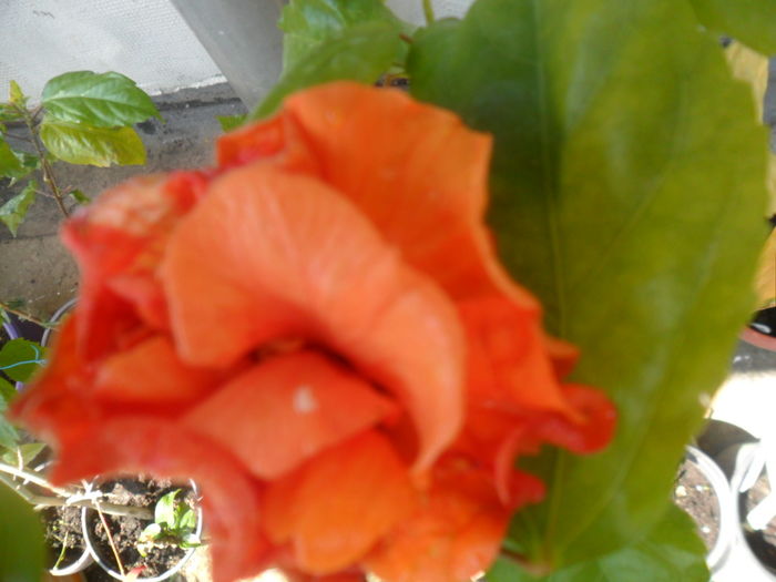 002 - hibiscusi 2016-1