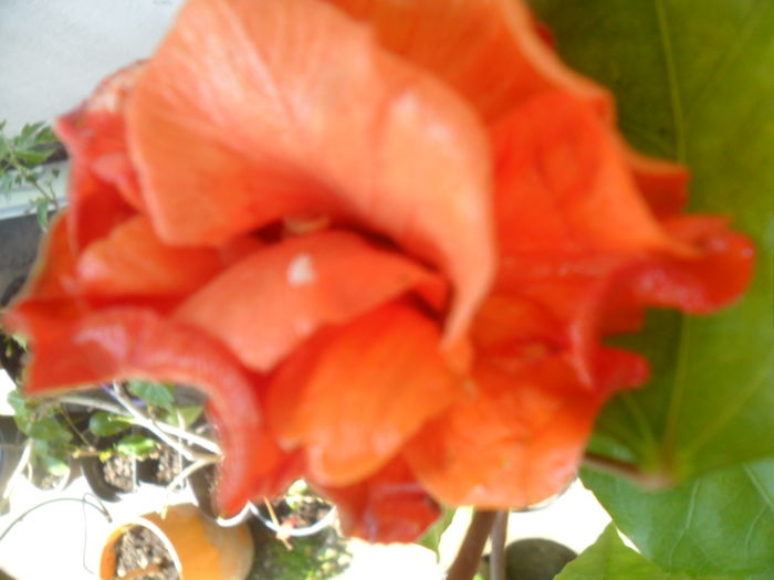 004 - hibiscusi 2016-1